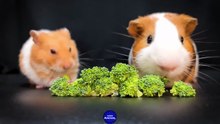 HAMSTER   GUINEA PIG    ASMR MUKBANG EATING BROCCOLI