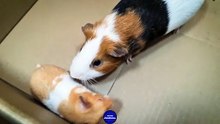 Hamster meets Guinea Pig