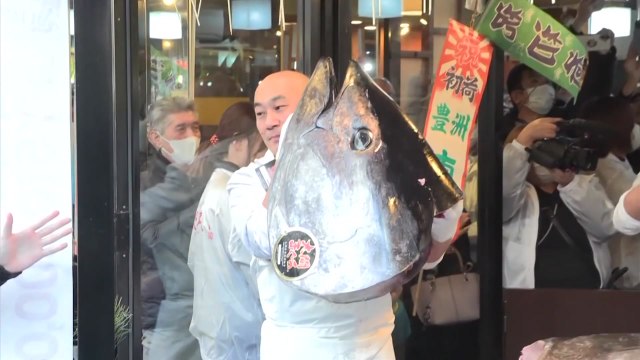 일본 새해 첫 참치, 47억 원에 낙찰... 역대 최고가 / YTN
