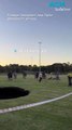 Large sinkhole appears at sports oval in Melbourne's north east