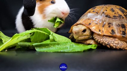 Fast Guinea Pig vs Slow Tortoise    Guinea Pig 27