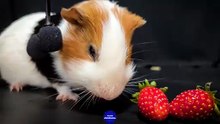 ASMR EATING STRAWBERRY MUKBANG    Guinea Pig 26