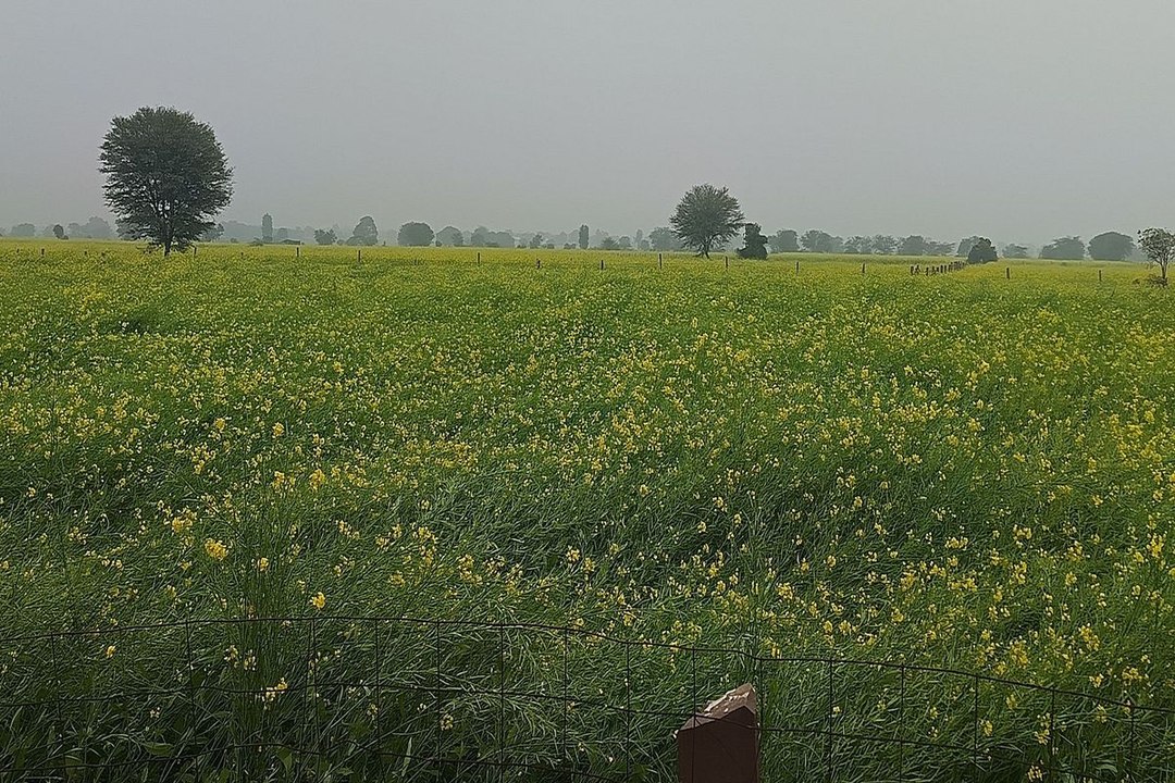 swm: आसमां से बरसा वरदान, किसानों को प्रतिबीघा तीन हजार रुपए तक का मिला लाभ