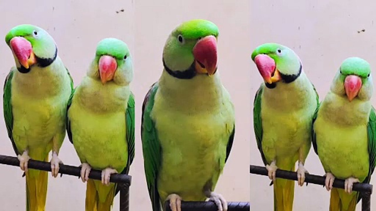 parrot sound l talking parrot l Parrot Talking #parrot #parrots