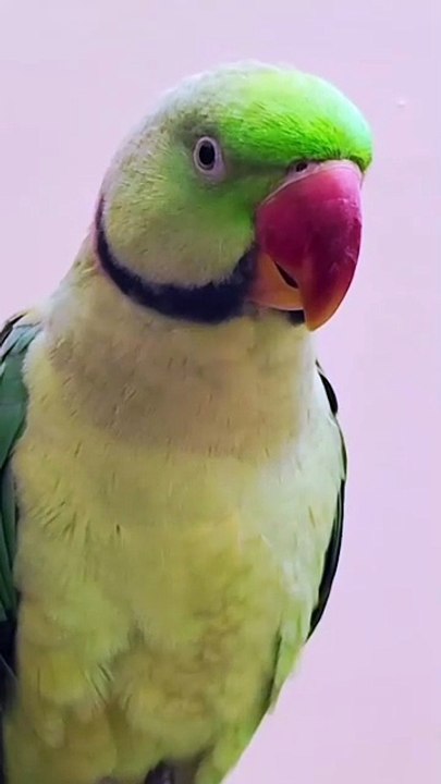 parrot sound l talking parrot l Parrot Talking #parrot #parrots