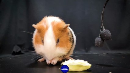 ASMR Guinea Pig Self-Cleaning    Guinea Pig 24
