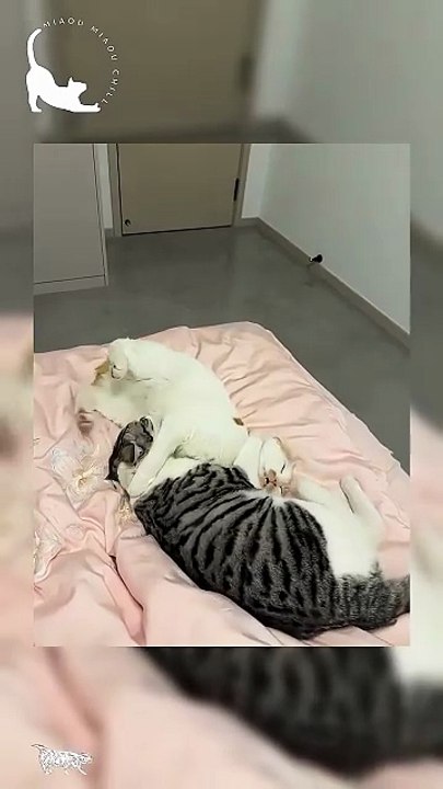 The definition of ultimate comfort (or not)