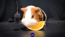 ASMR EATING ORANGE MUKBANG    Guinea Pig 23