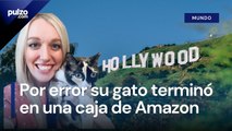 Galena, la gata que se metió en una caja y sus dueños la enviaron por Amazon | Pulzo