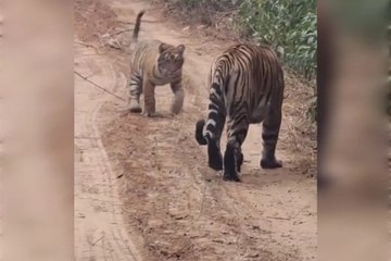 बाला किला के जंगल में बाघिन शावकों संग नजर आई