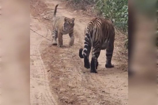 बाला किला के जंगल में बाघिन शावकों संग नजर आई