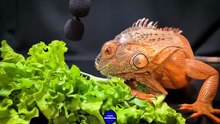 ASMR Dinosaur Iguana Eating Lettuce   4 _ Animal ASMR