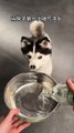 Dog drinks sparkling water for the first time – hilarious reaction 🐶🤣