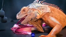 ASMR Dinosaur Iguana Eating CHICORY   3 _ Animal ASMR