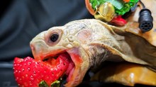 ASMR Mukbang Eating Strawberry    Turtle Tortoise
