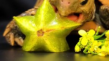 ASMR Mukbang Eating Star Fruit   Turtle Tortoise