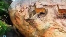 Antelop-antelop itu berhasil lolos dengan luar biasa dari kejaran anjing liar—kecepatan adalah kunci di alam liar!