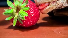 ASMR Mukbang Eating Strawberry    Turtle Tortoise