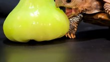 ASMR Mukbang Eating Bell Fruit    Turtle Tortoise