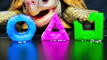 Squid Game ASMR Mukbang Eating Blue Pink Green    Turtle Tortoise