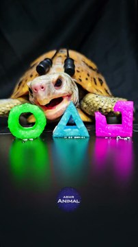 Squid Game ASMR Mukbang Eating Pink Cyan Green    Turtle Tortoise