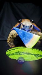 ASMR Mukbang Eating Blue Watermelon    Turtle Tortoise