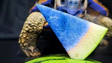 ASMR Mukbang Eating Blue Watermelon    Turtle Tortoise