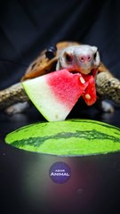 Watermelon ASMR Mukbang Eating    Turtle Tortoise