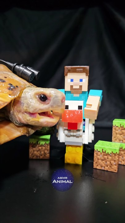Minecraft ASMR Mukbang Eating Steve Jockey    Turtle Tortoise