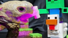 Minecraft ASMR Mukbang Eating Chicken Jockey    Turtle Tortoise