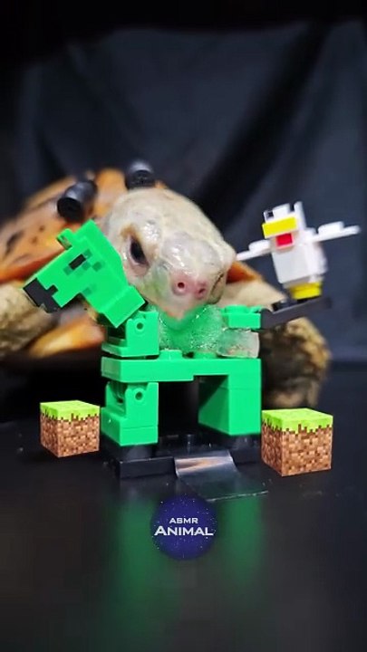 Minecraft ASMR Mukbang Eating Horse    Turtle Tortoise
