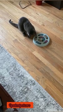 🐶🧠 Turn meals into a brain game!Slow-feed puzzle = smart & happy pup 👉 Shop now!