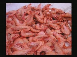 Morvan 2003 (2/2) Troupe 1ère Brive