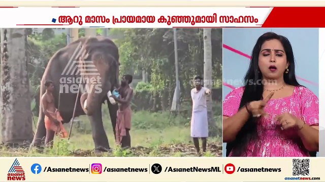 പിഞ്ചുകുഞ്ഞിനെ ആനയുടെ തുമ്പിക്കൈയിലിരുത്തി പാപ്പാന്‍റെ സാഹസം; സംഭവം ഹരിപ്പാട്