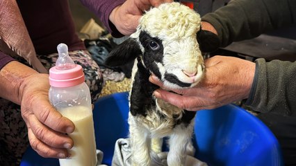 Ordu’da 1 haftalık kuzuya evde bebek gibi bakıyorlar  Ordu'da hayvancılık yapan Halise (57) ve Orhan Tırıçoğlu (60) çifti, koyunlarından birinin dünyaya getirdiği ve ‘Kıvırcık’ ismini verdikleri kuzuya üşümemesi için evde bebek gibi bakıyorlar.  Perşembe