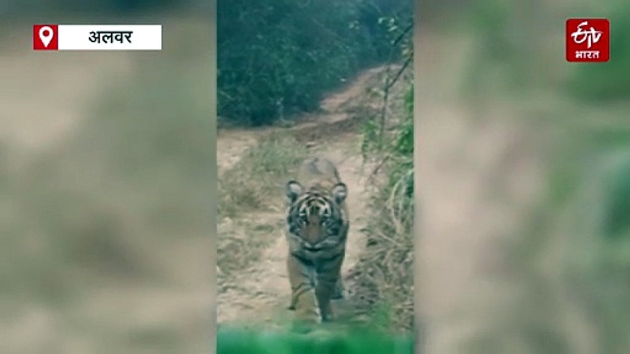सरिस्का में बाघिन एसटी 2302 की दो शावकों के साथ साइटिंग, सफारी ट्रैक पर करता रहा चहलकदमी