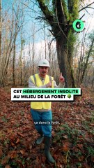 🌲 Cet hébergement insolite au milieu de la forêt !