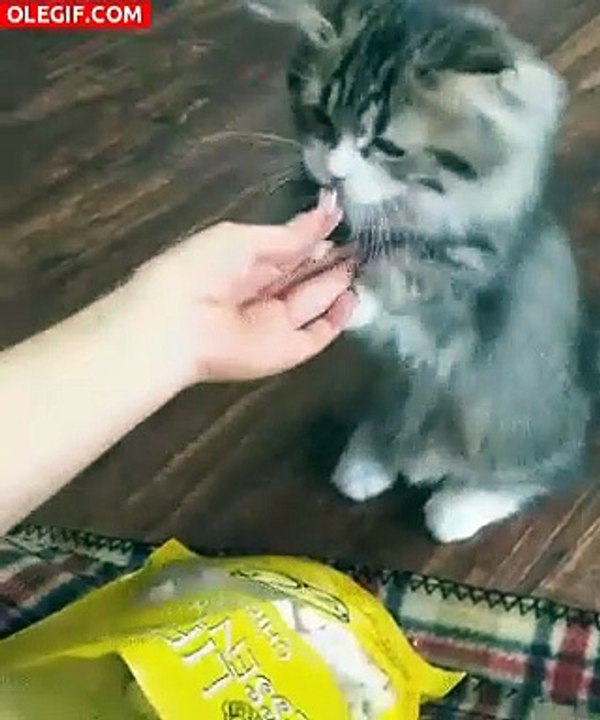 Das Kätzchen bettelt so lieb