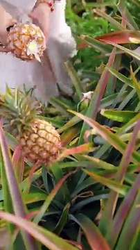 Beautiful Nature with Rural Life (P157) - Countryside life with fresh fruits