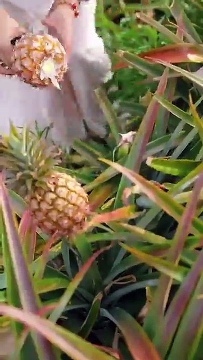 Beautiful Nature with Rural Life (P157) - Countryside life with fresh fruits