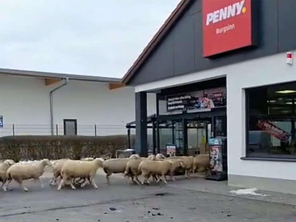 Schafherde stürmt Penny-Markt in Bayern