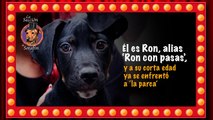 Les presentamos a Ron: busca un hogar lleno de amor y para siempre | Pulzo y La Sección de Serafín