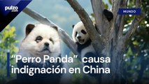 Indignación en China por zoológico que pintó perros para que parecieran osos panda | Pulzo