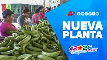 Inauguración: nueva Planta Procesadora de Plátanos en Rivas 2025 🏭