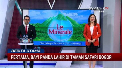 Bayi Panda Pertama Indonesia Lahir di Taman Safari Bogor, Diberi Nama Satrio Wiratama oleh Prabowo