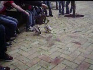 Nos amis les Canards