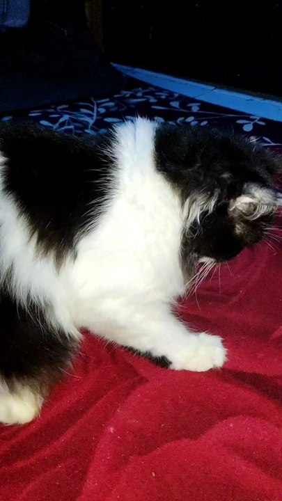 funny cat