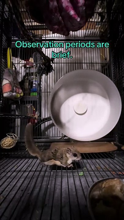 2 écureuils volants 1 Roue