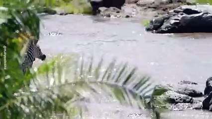 This Zebra Crossing Has Crocodiles Instead of Traffic