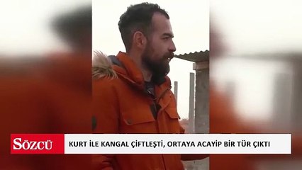 Kurt ile kangal çiftleşti, ortaya acayip bir tür çıktı